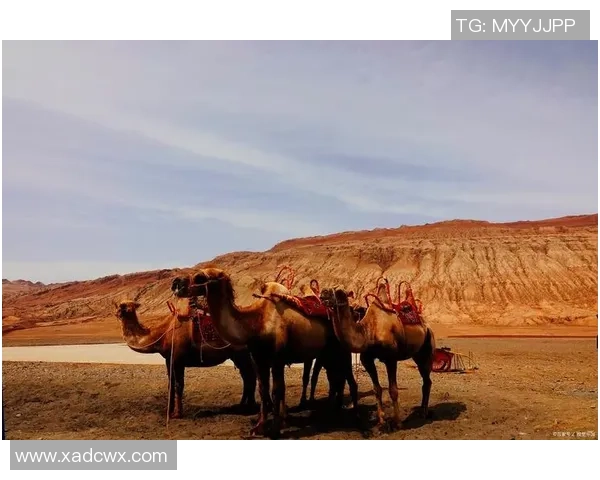 探索阿拉巴的神秘魅力与独特文化之旅